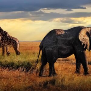 Safari in Kenya